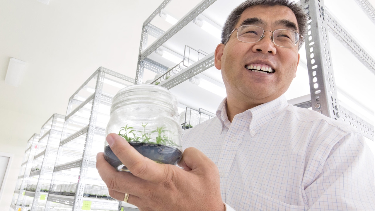 Growing trees from tissue cultures at North American Plants