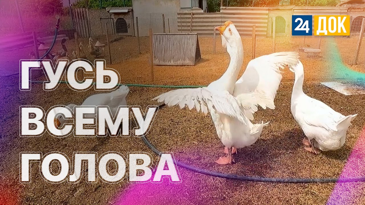 Племенное хозяйство породистых гусей появится в Абинском районе. Проект 