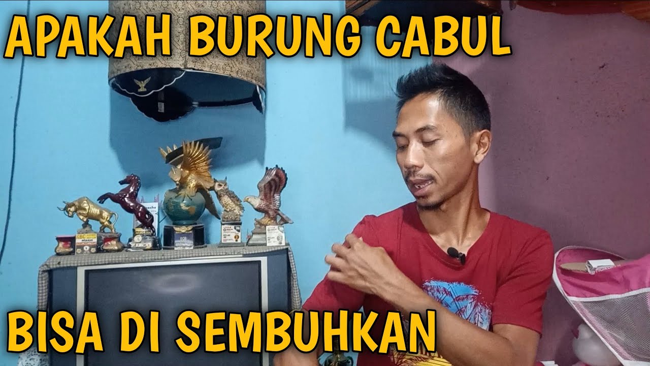 apakah burung cabul bisa sembuh
