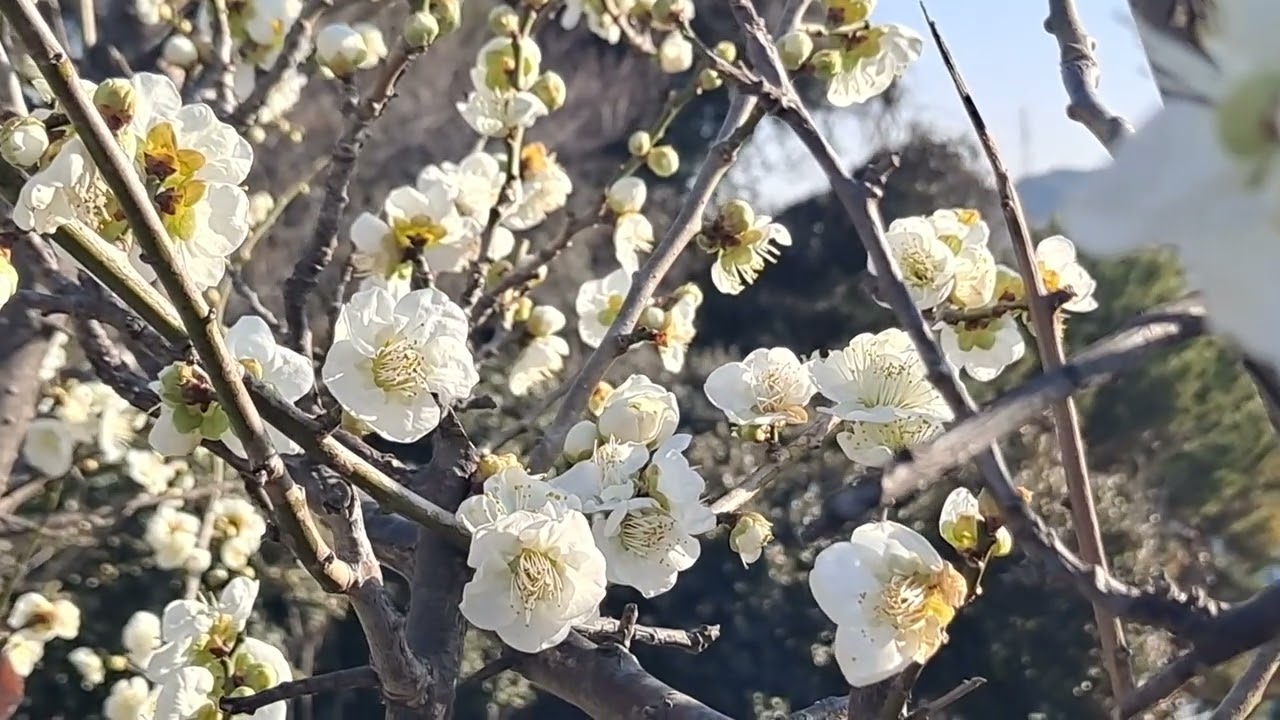 동네 한바퀴 #산책 