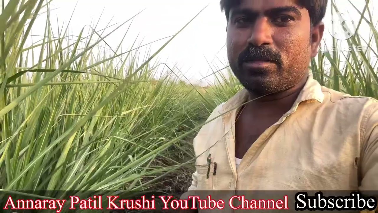 Rivers forward rotavater Ravavadhi Pudi Maduvadu Hege How cut SugarCane leaves riversforward Rotavtr