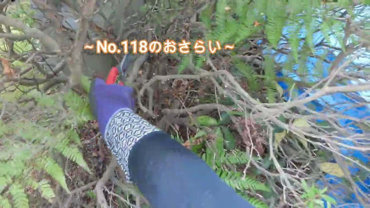 No.150_ サツキNo.118のその後