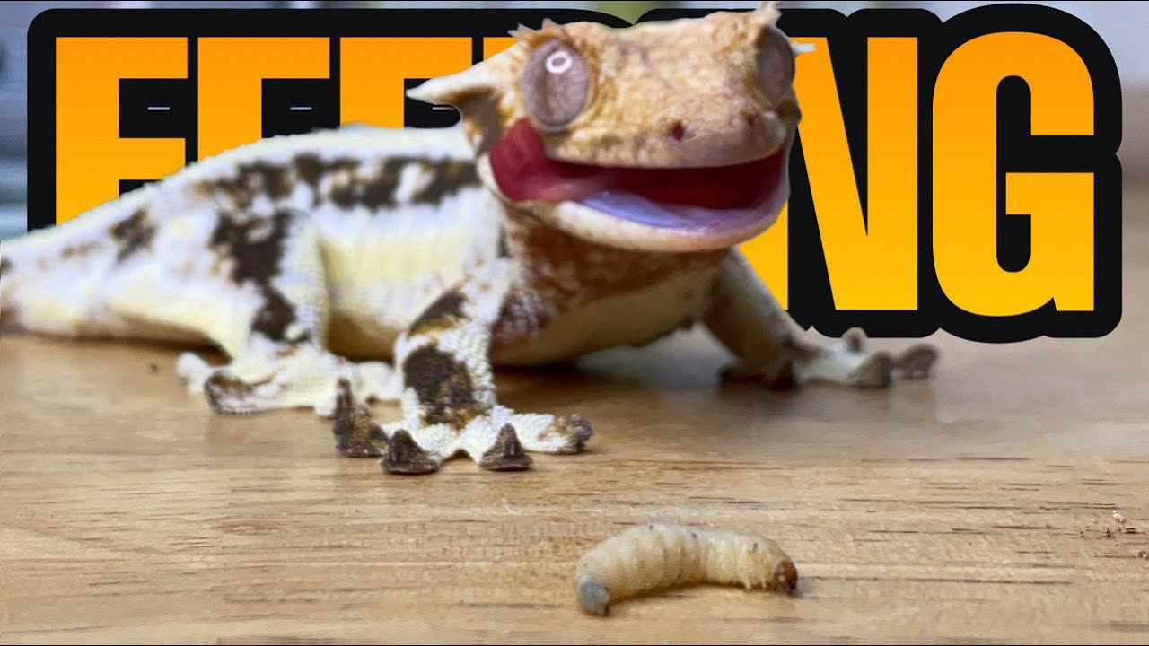 FEEDING MY PET GECKOS! (Tokays, Crested, Leaf tails and more!)