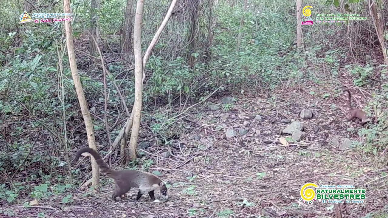 Monitoreo de la biodiversidad con cámaras trampa, en la Reserva Natural Volcán Cosigüina, Chinandega