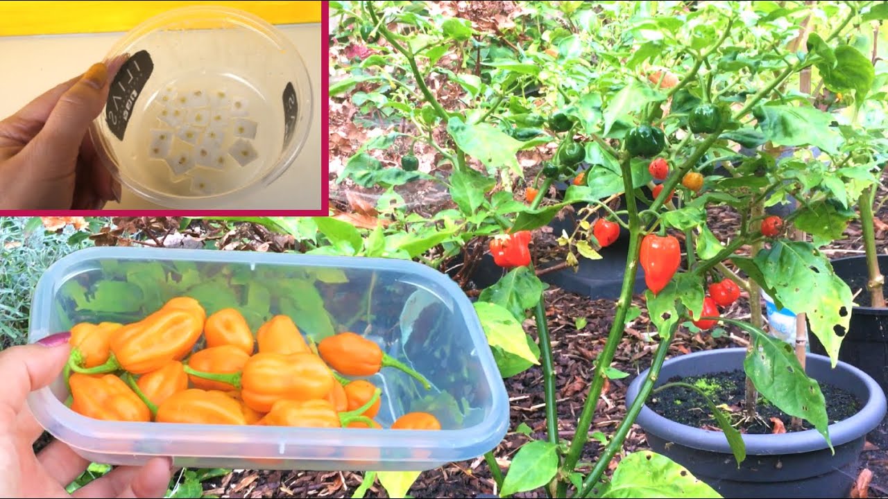 Uprawa papryczek chili: siew, przesadzanie i zimowanie