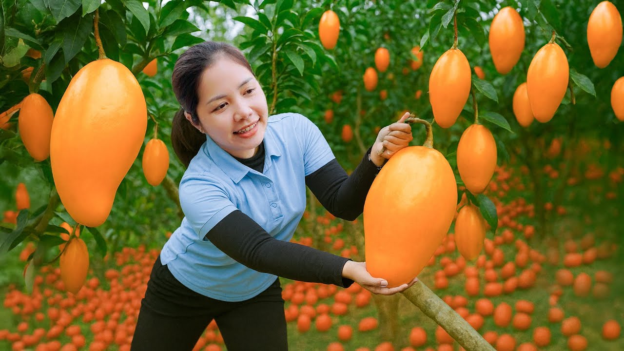 Time Lapse Day 392 Harvesting Orange Mangoes 🥭 Sweet Ripe Fruit Goes To Market Sale | Loc Harvest
