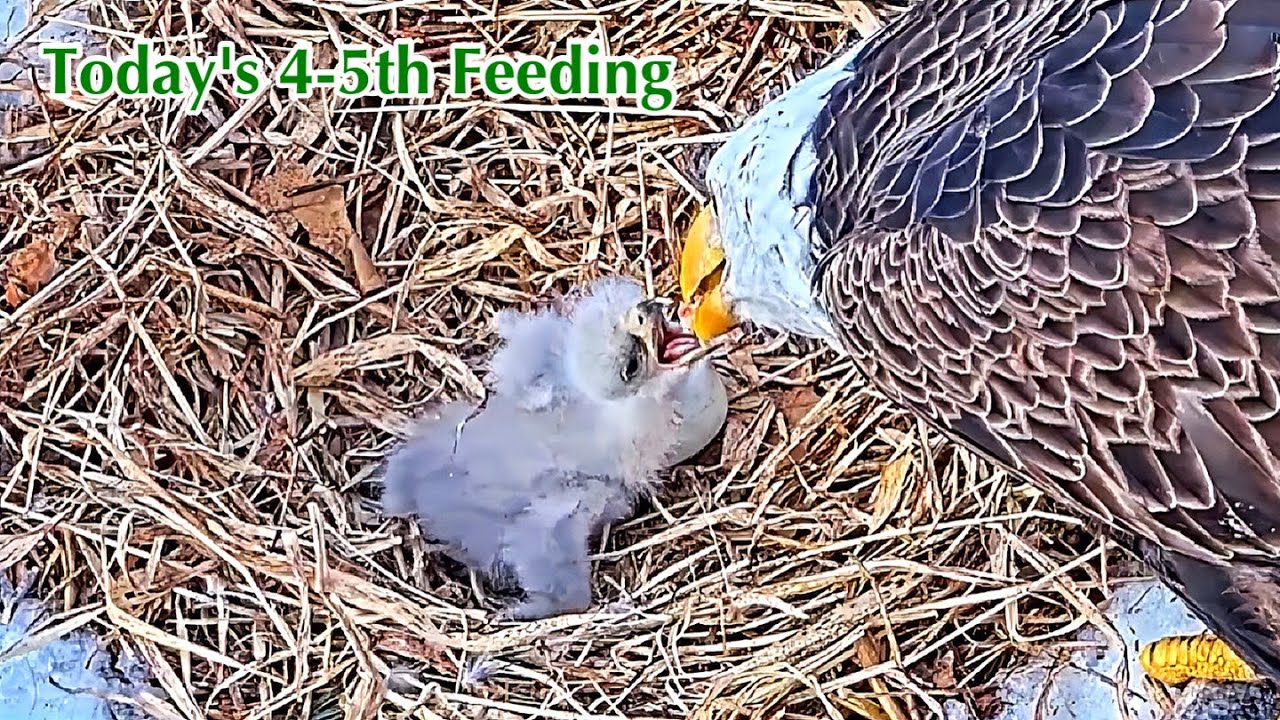 #46🦅🐥4°🥚／Duke Farms Eagle Nest 2026／Duke Mom💗Duke Dad／by Duke  Farms