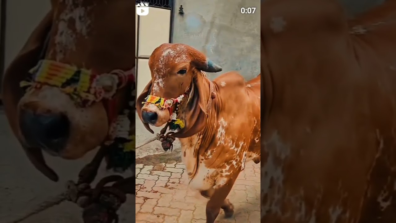 🐂 #cow #gaushalla #bull #gausewa #animals #gausala #farming #gaushala #cowlover #gausulwara 🐂