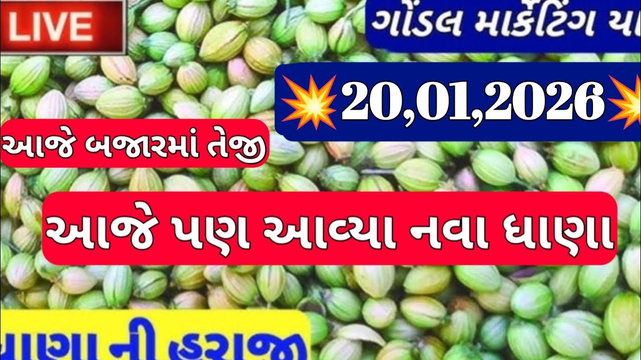 ગોંડલ નવા ધાણા ના બજાર ભાવ / નવા ધાણા ના બજાર ભાવ / ગોંડલ ધાણાના બજાર ભાવ / 20,1,2026