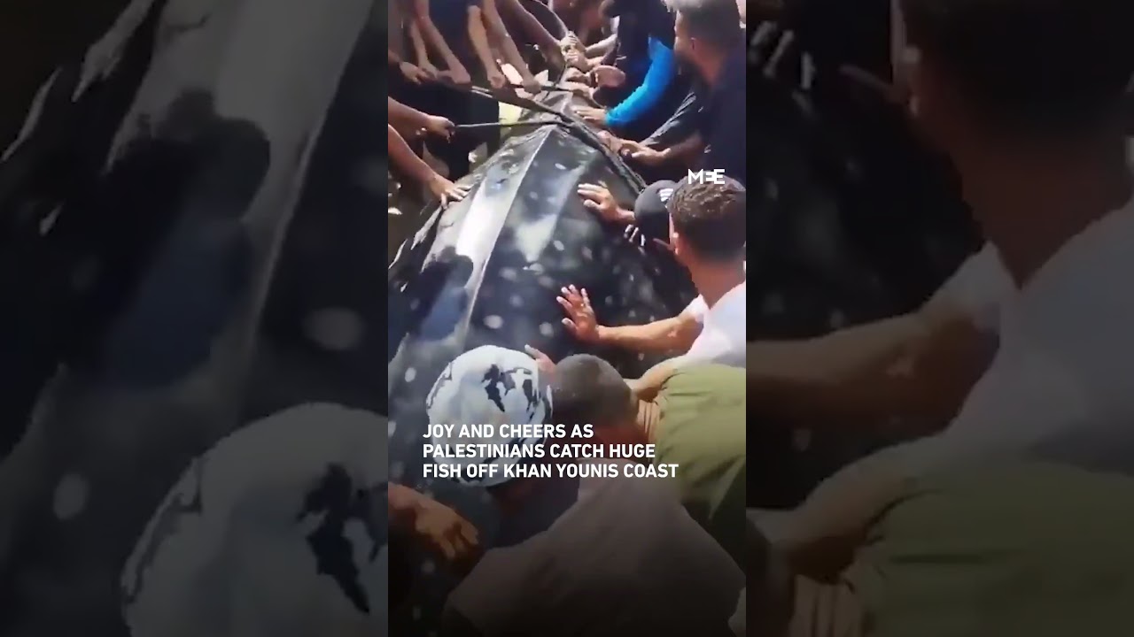 Large crowd gathers around a huge fish caught off the coast of Khan Younis