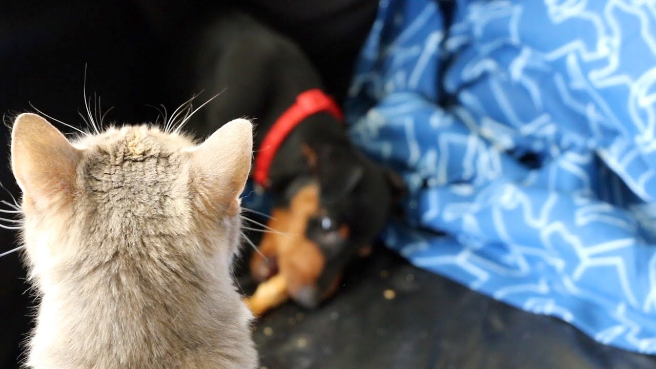 ASMR Puppy Love | Dog Chewing Bone | Eating Sounds & Sleeping (No Talking)