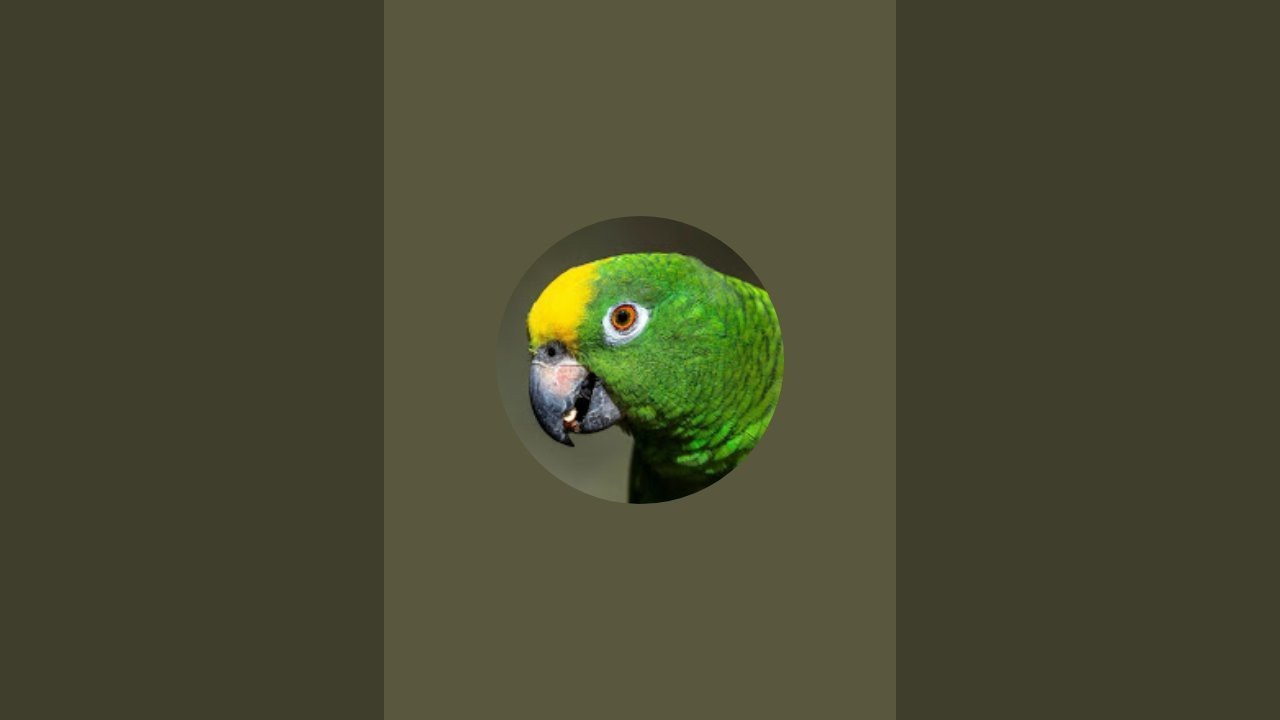 MUNDO DE LOROS 57 está en vivo