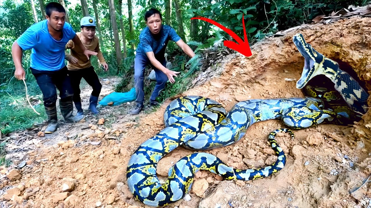 Brave Experts Catch 3 Giant Python With Their Hands