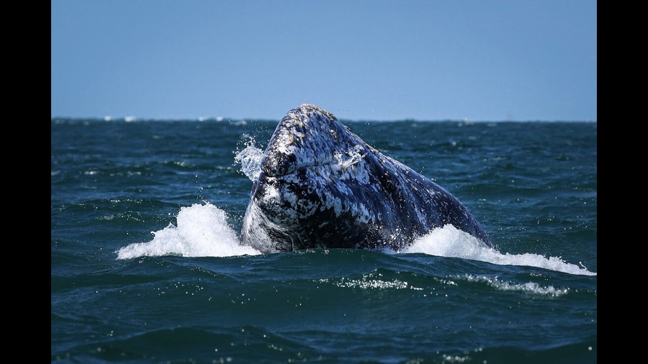 Procetus Gray Whale Research Trip