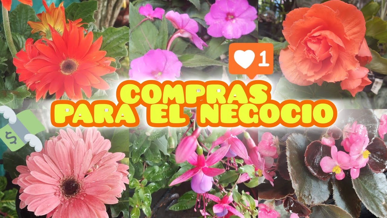 FLORES QUE TAL VEZ NO SABIAS QUE ERAN DE INTERIOR O EXTERIOR §LIZZ Y SU VIVERO 