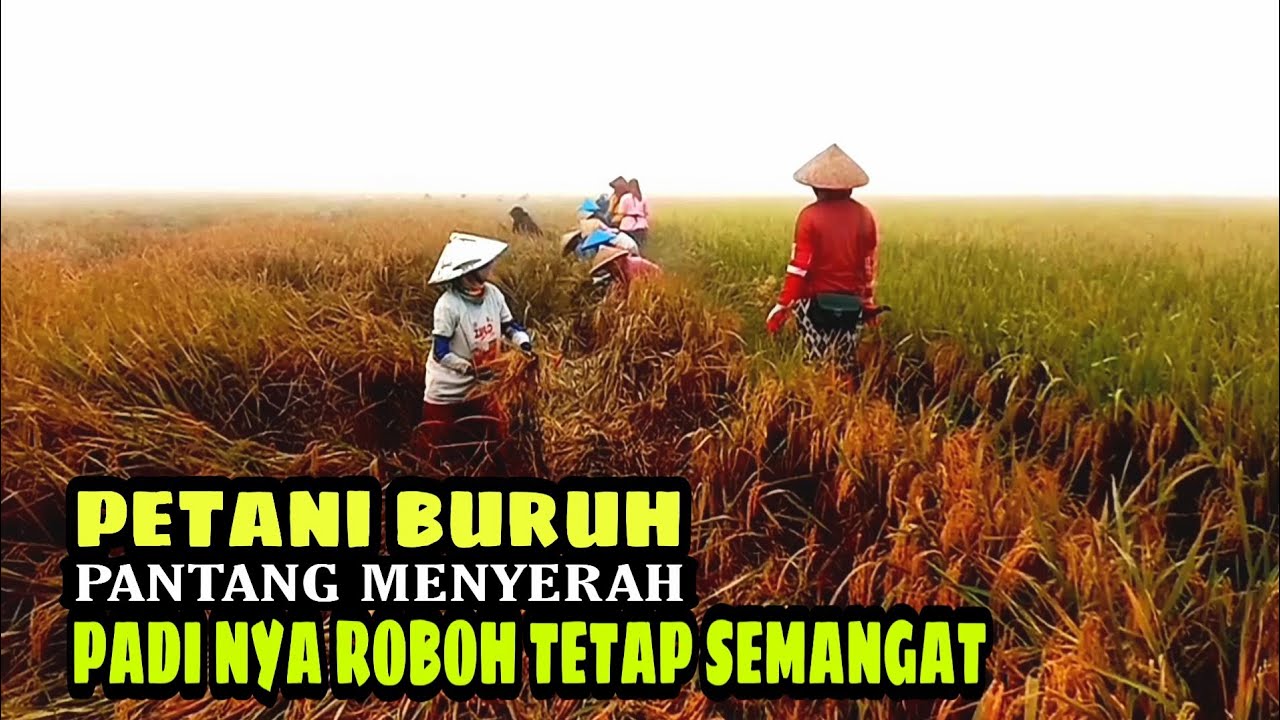 PANEN PADI MUSIM HUJAN PADI NYA ROBOH TETAP SEMANGAT