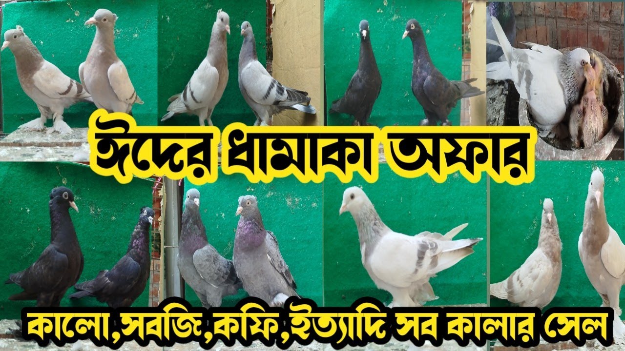 ভালো মানের রাজশাহী উড়াবাজির গিরিবাজ সেল হবে। 