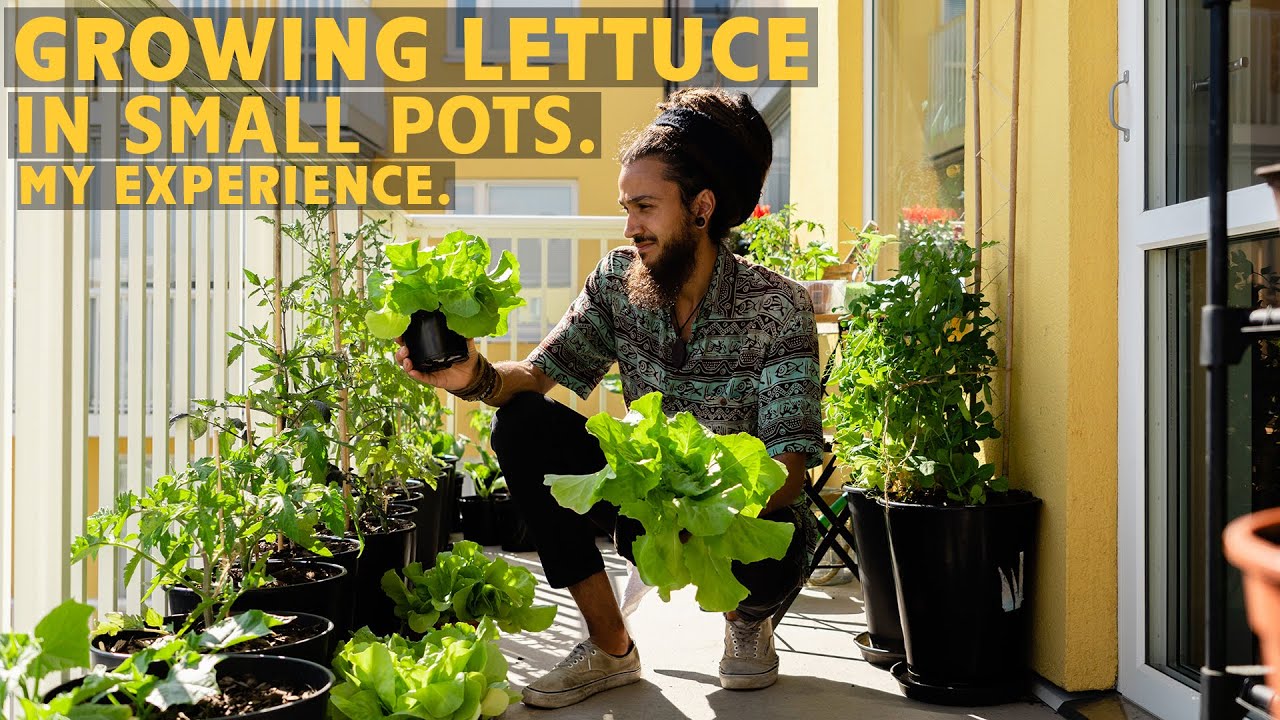 How to grow lettuce in small containers.