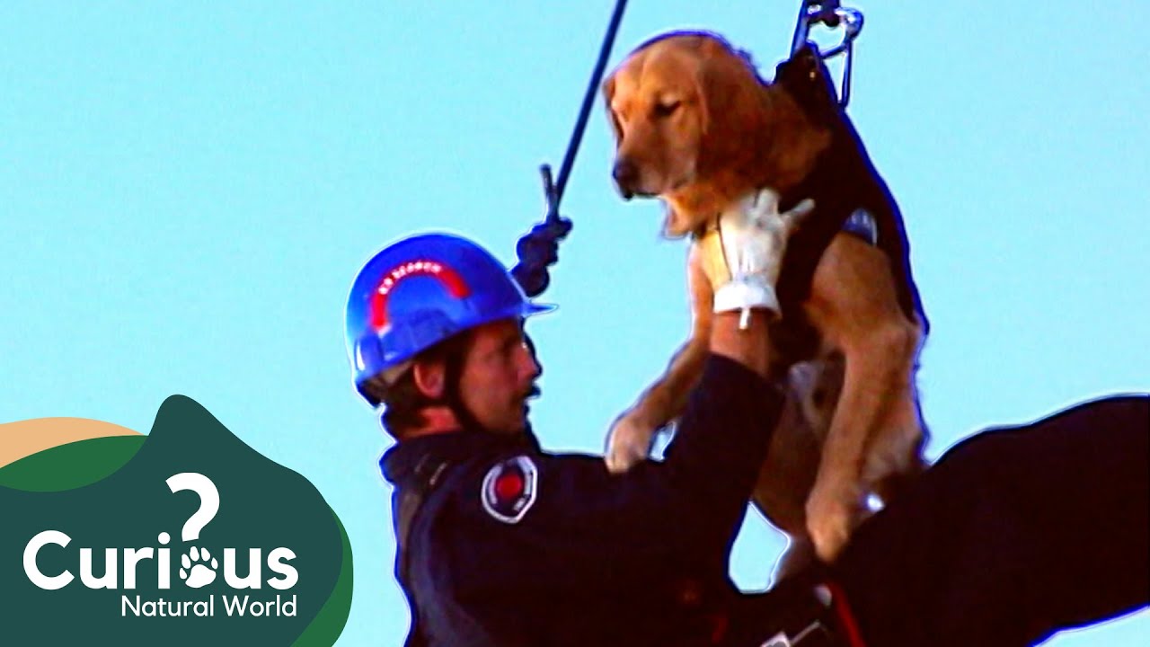Meet Barkley The Disaster Dog! | FULL EPISODE | Dogs With Jobs | Curious?: Natural World