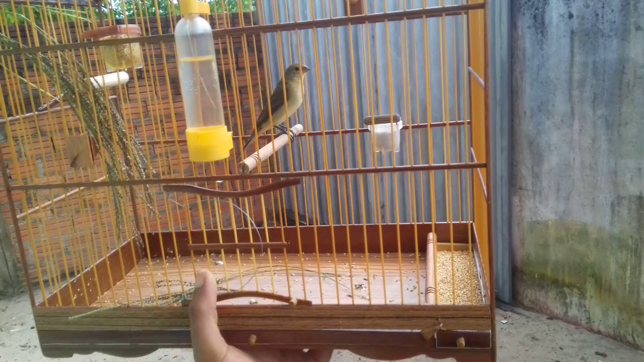 Bigodinho pardo de nome federal godofredo Viana Ma