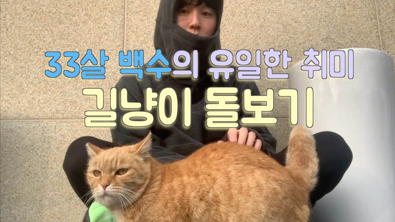 33살 백수의 유일한 취미 길냥이 돌보기