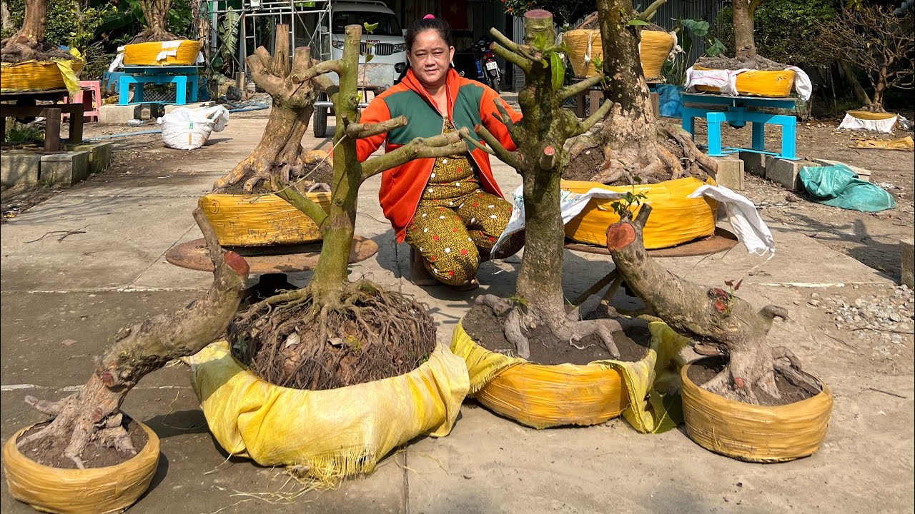 Giang cần thơ DT 0382700618 Ngày 17/2/2026 nhầm ngày mùng 1 Tết 2026 AL DC trường Xuân A cần thơ 