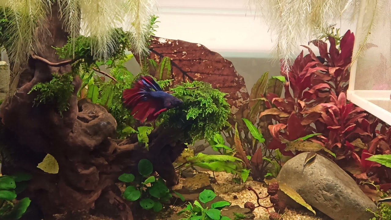 Betta en bac communautaire #TouchePasAMonAnimal