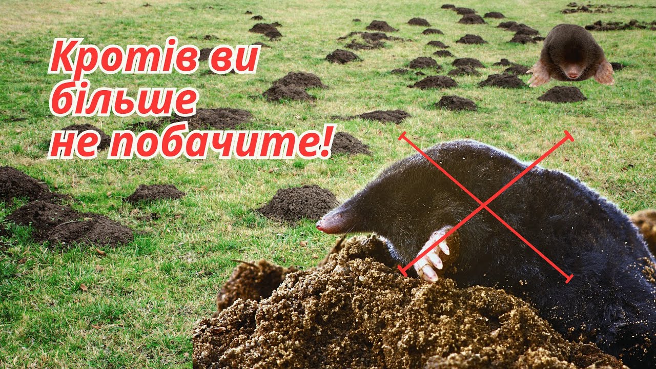 Як гарантовано позбутися кротів з ділянки- наш перевірений досвід!