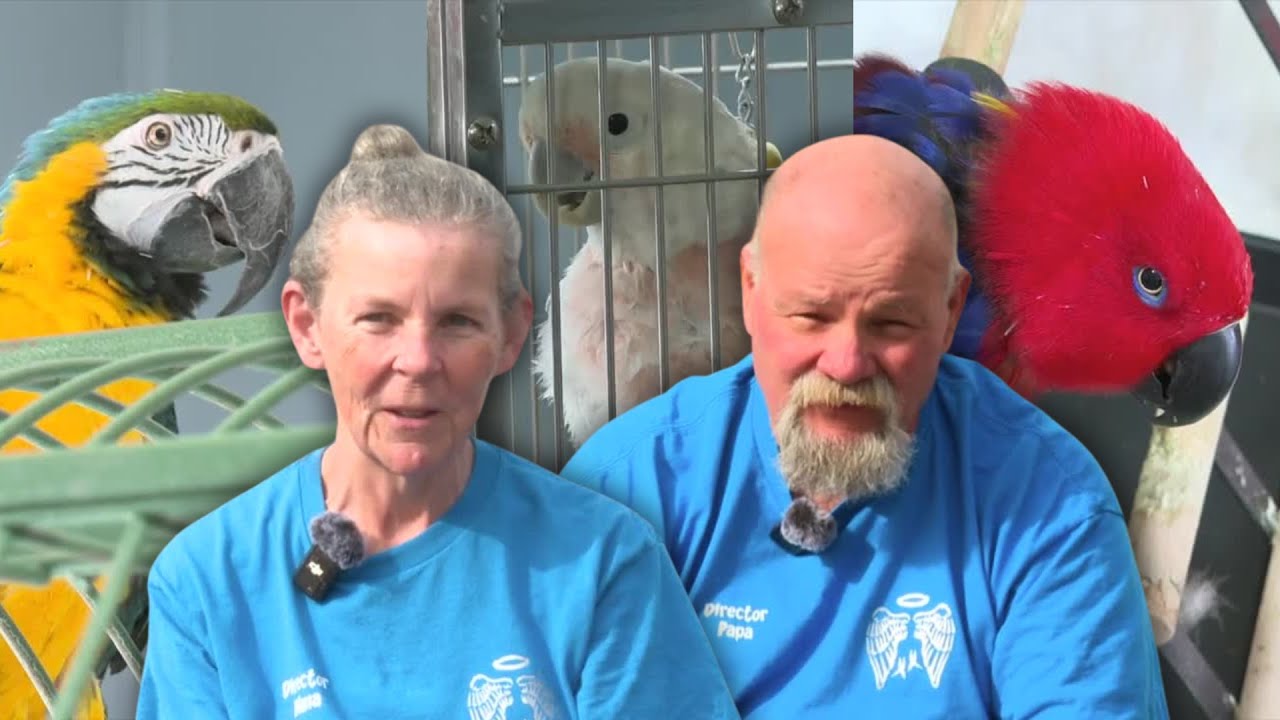 This couple’s love for birds turned their home into a rescue for exotic parrots