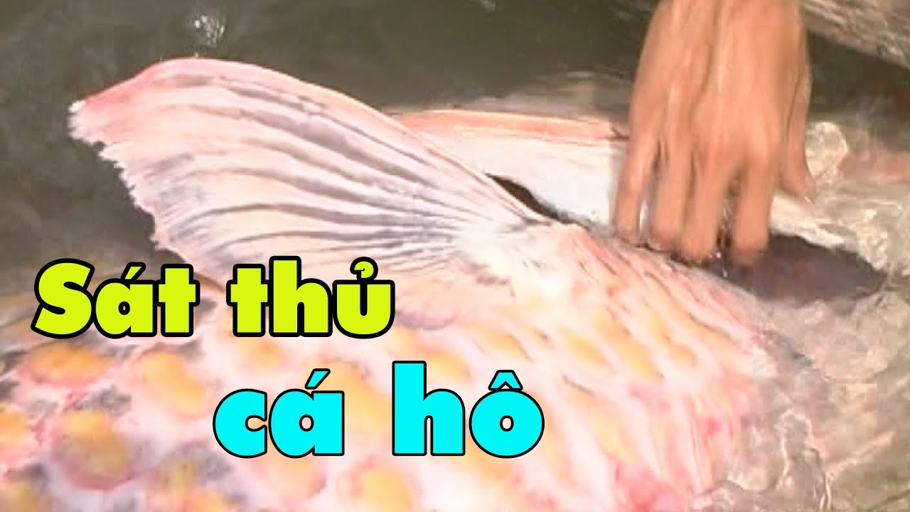 Săn c&aacute; h&ocirc; s&ocirc;ng Mekong: S&aacute;t thủ c&aacute; h&ocirc;
