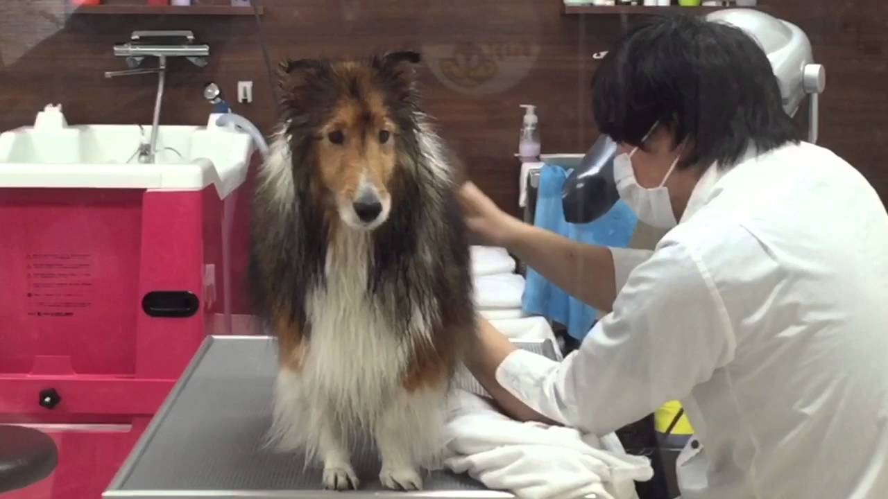 Sheltie Grooming
