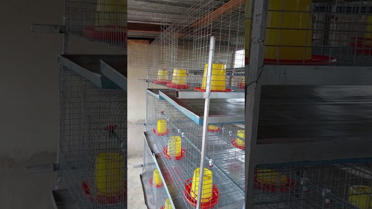 BROODING CAGE for broilers.