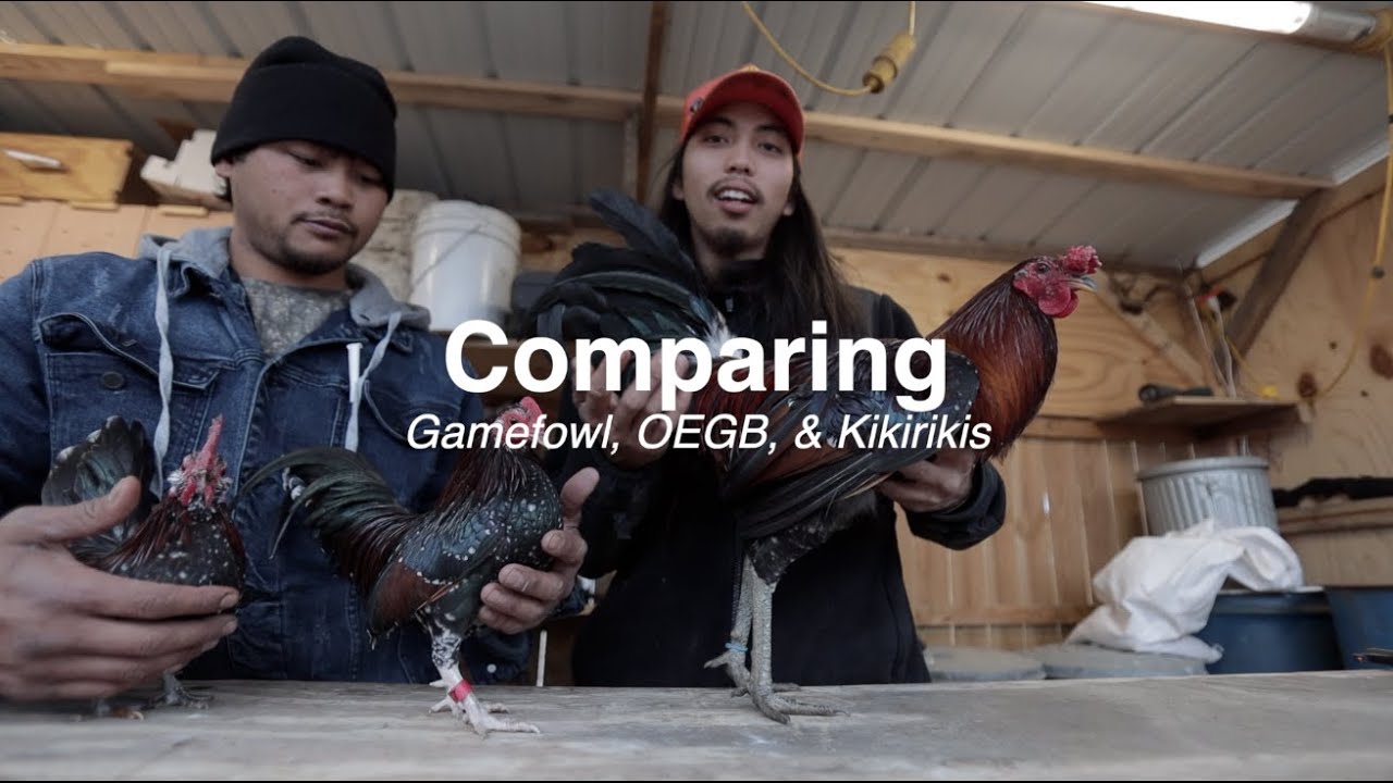 Comparing cocks lol (chickens!)  (Welcome to Big P Game Camp!)
