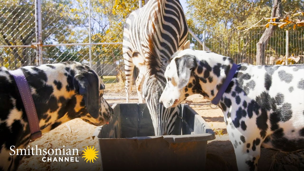 This Orphan Zebra & Two Dalmatians Are Close Pals 🦓 Amazing Animal Friends | Smithsonian Channel