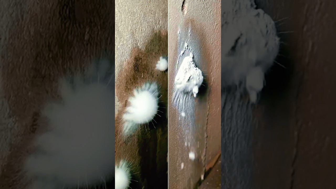 Be careful if you see this stain on the bathroom wall! It is a sign of major damage.