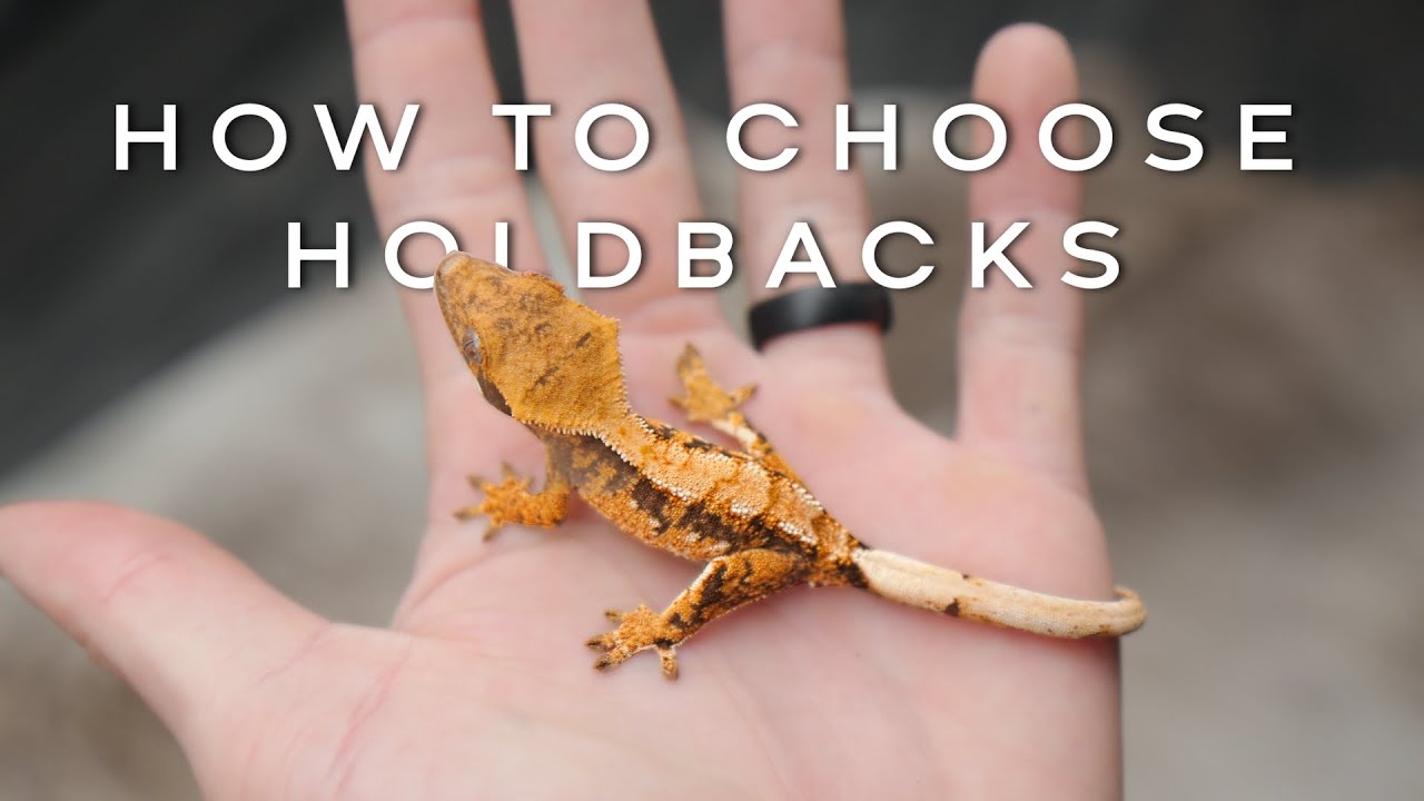 2023 Crested Gecko Holdback Development!