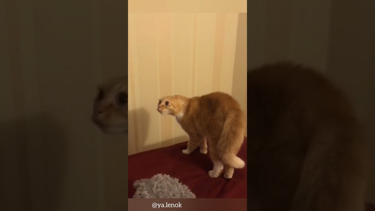 the cat's got a deep voice