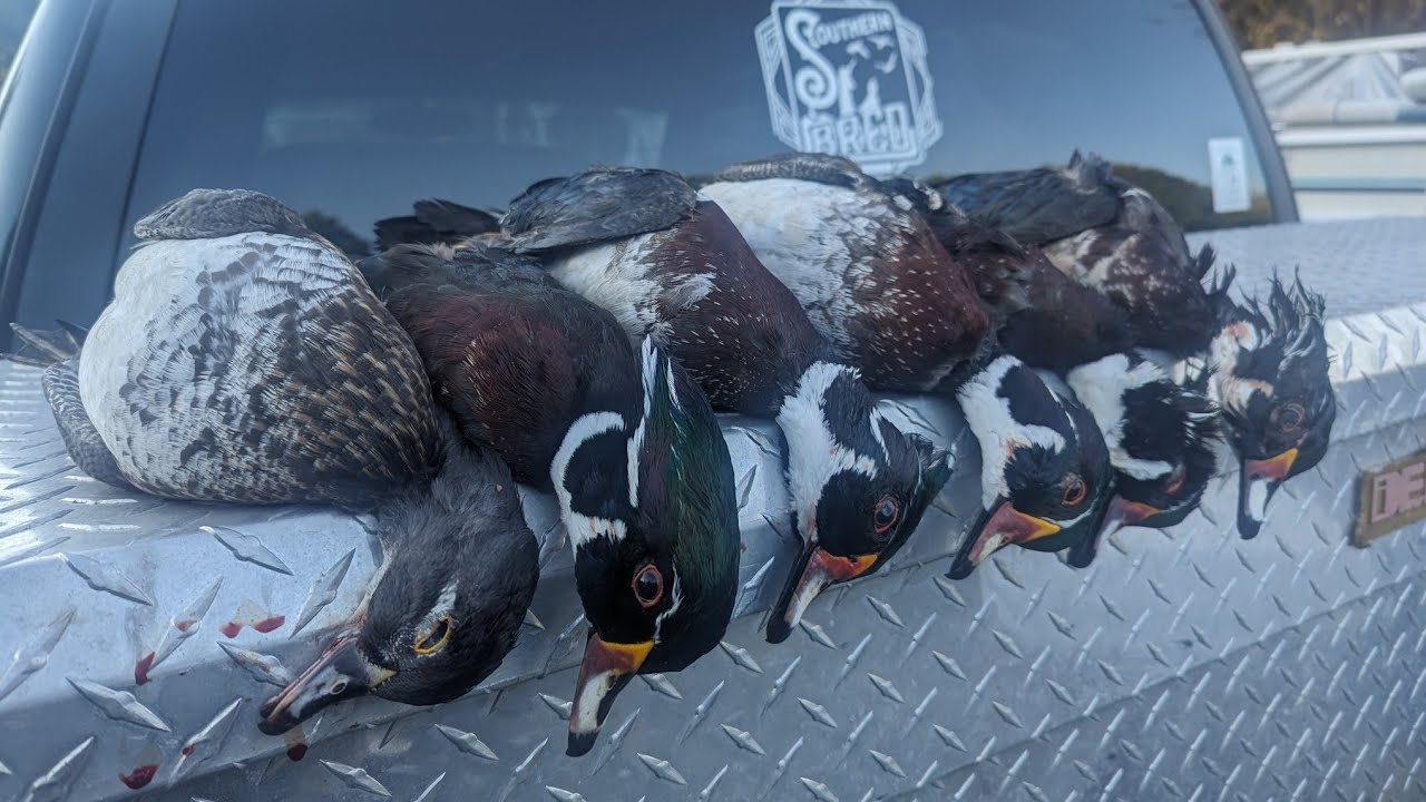 2026 South Carolina Wood Duck Hunt, Drowning Creek Outdoors 🦆