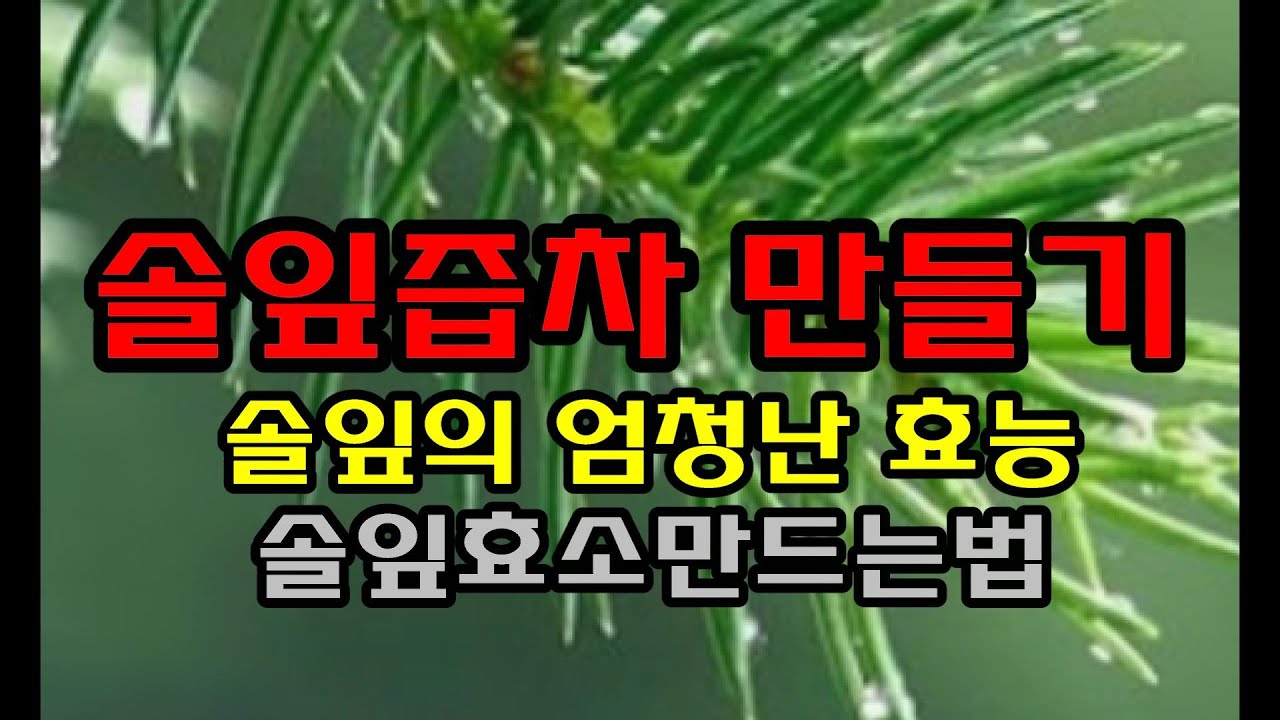 솔잎즙차 만들기👍솔잎 엄청남 효능👍 솔잎효소만드는법👍