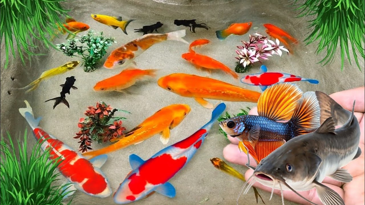 Unboxing Ikan Hias, Ikan Cupang, Ikan Koi, Ikan guppy, Ikan Mas Koki, Ikan Glofish, Ikan Lele #13