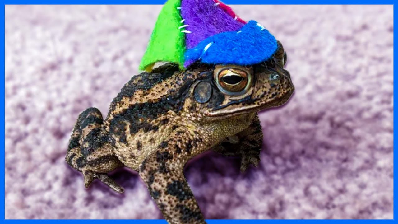 You deserve to see these adorable toads.
