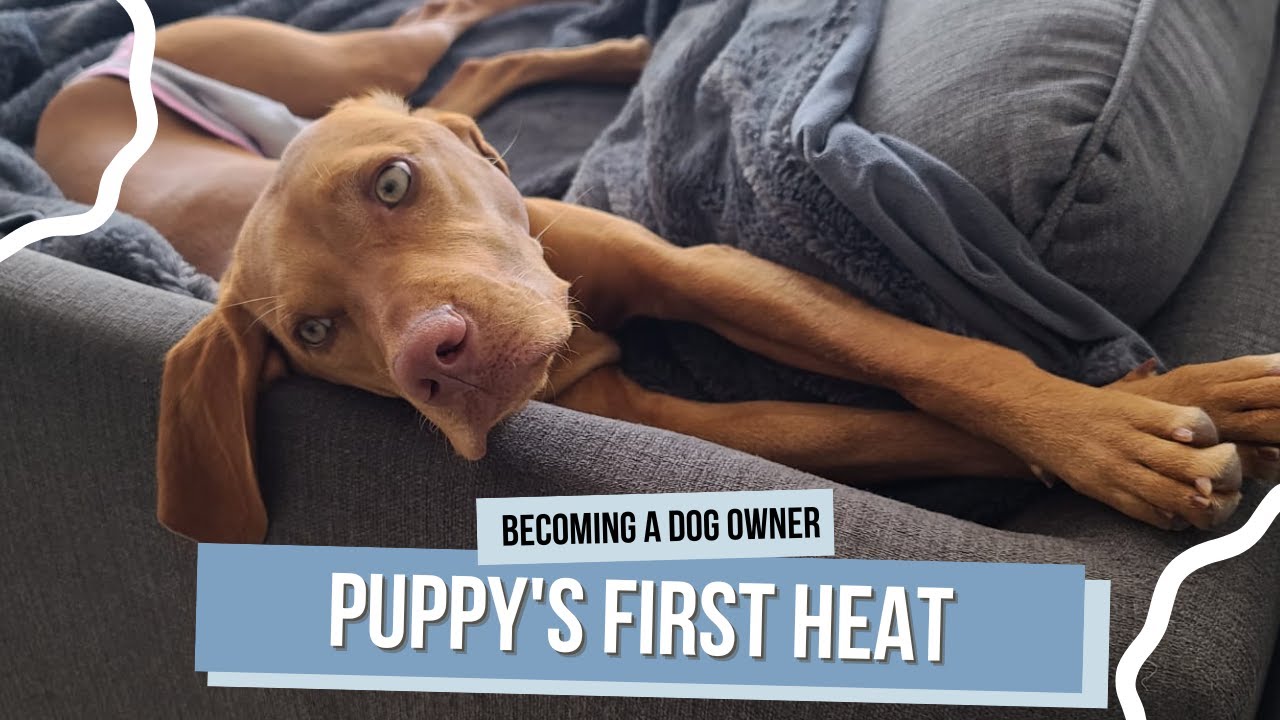 Dog in Heat: Guide to a Puppy's First Heat
