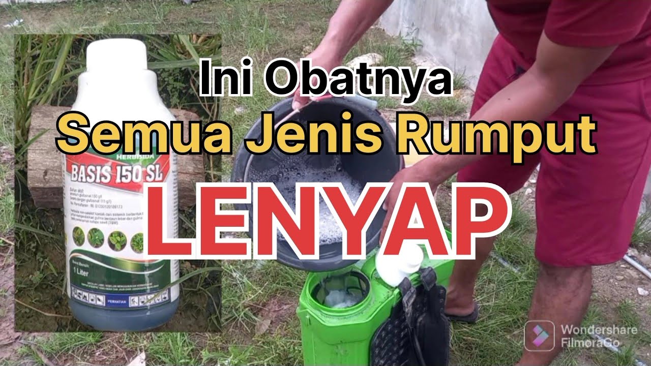 Pertanian !! Disemprot Dengan Obat Ini Semua Jenis Rumput LENYAP