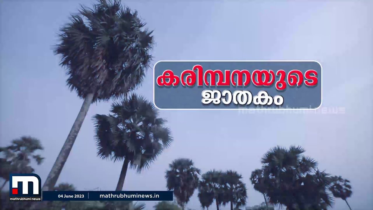 കരിമ്പനയെന്ന ഒറ്റവൃക്ഷത്തിന്റെ പാലക്കാടൻ ചരിത്രം; കരിമ്പനയുടെ ജാതകം| Palm Tree |Karimpana | Palakkad