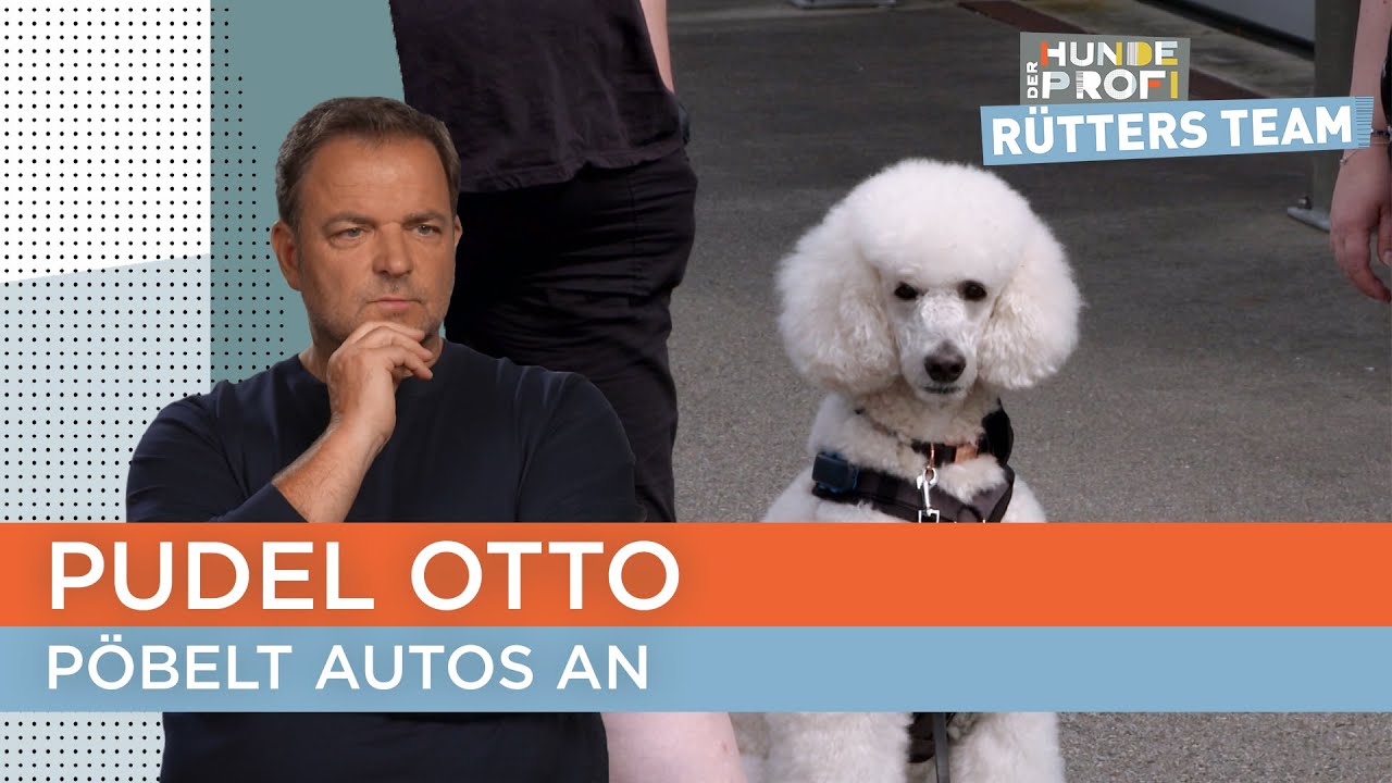 Großpudel Otto bringt sich und seine Frauchen in Gefahr 😳🚙 | Der Hundeprofi - Rütters Team