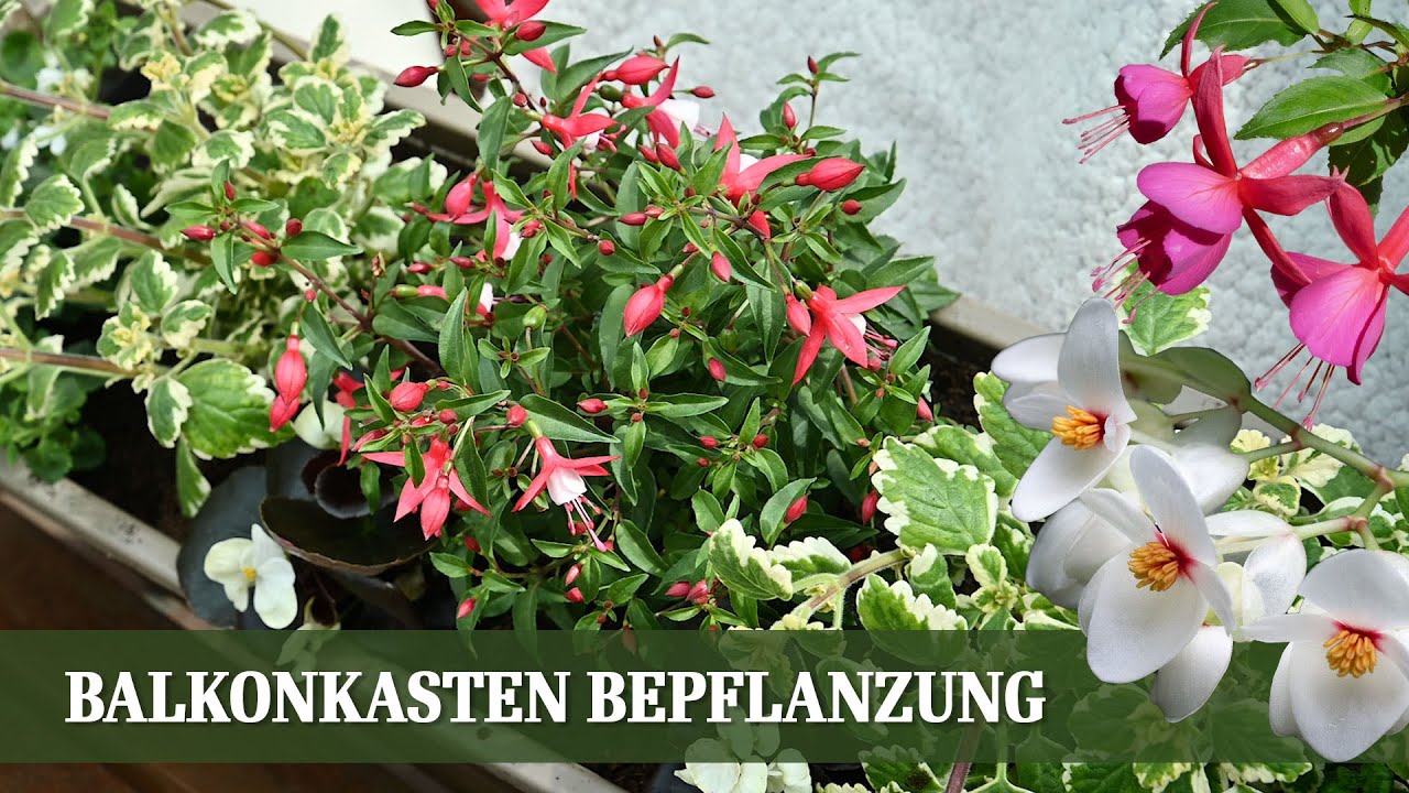 Balkonkasten Bepflanzung für den Sommer - Teil 2: Schattiger Standort