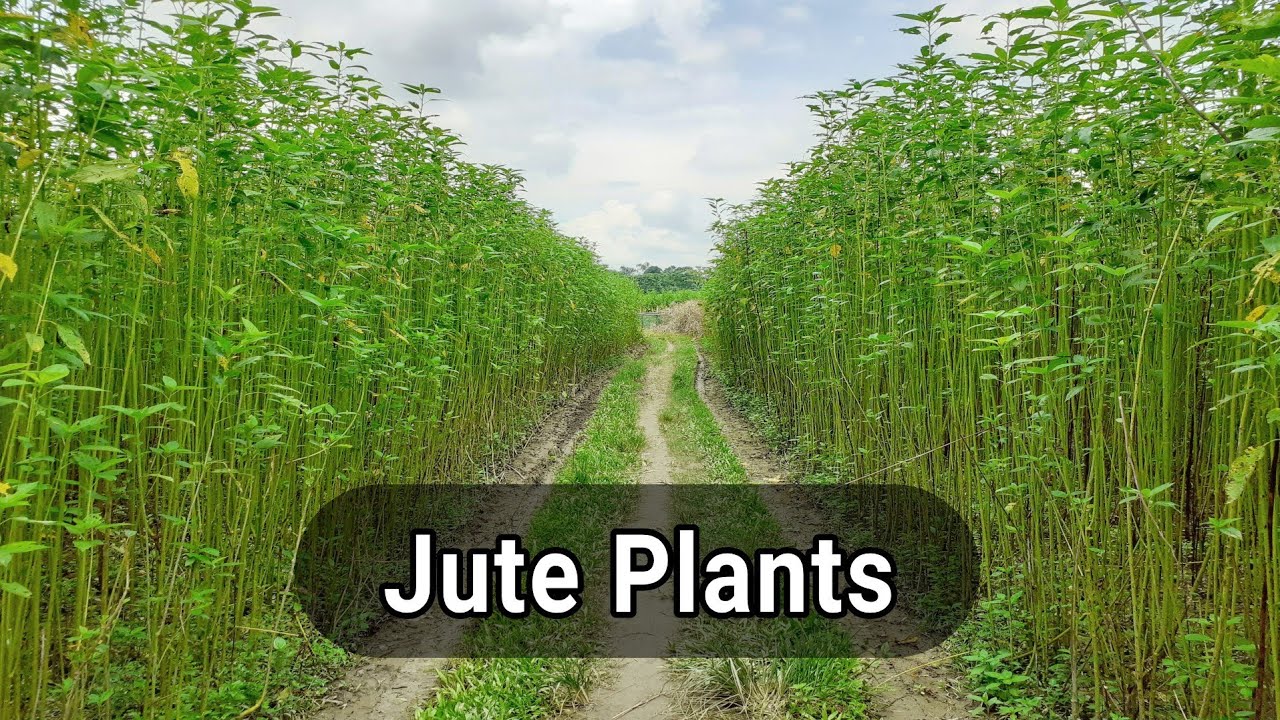 Jute plants in the field | Jute cultivation in Assam in India | Free Stock Video | HD 4K