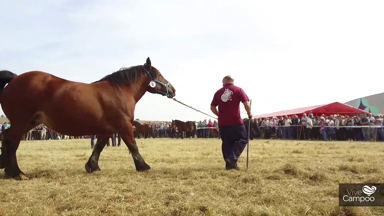 Feria de Ganado Vacuno y Caballar por San Mateo en Reinosa