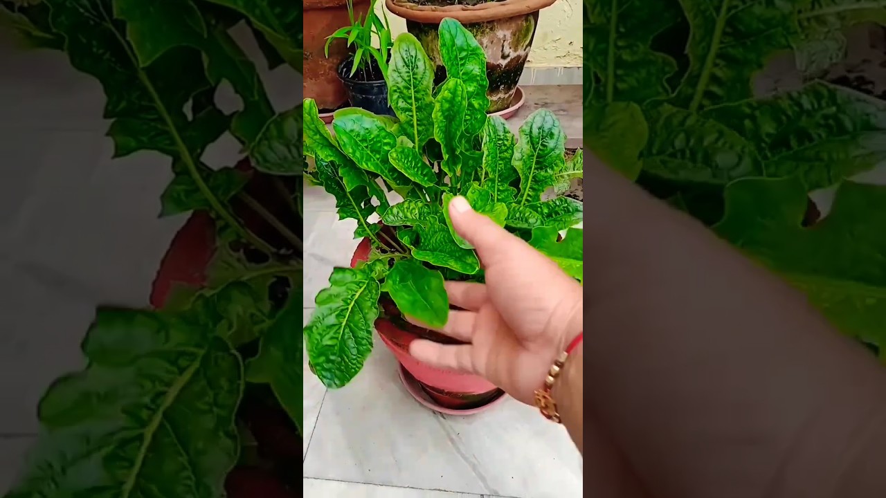Gerbera plant care in winter # shorts # YouTube shorts # flowers # viral shorts # nature