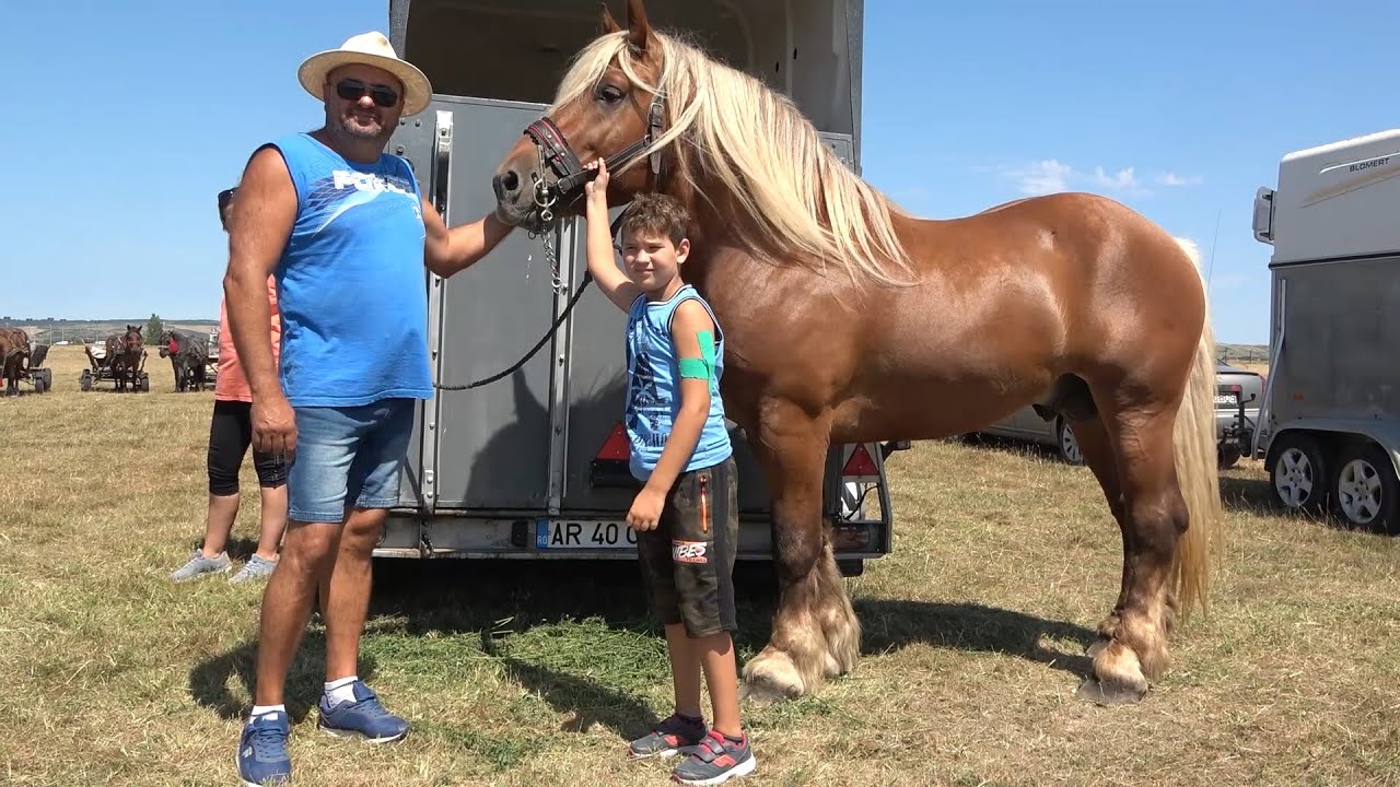 Targ expozitional de cai Sacadat, Bihor 8 August 2021